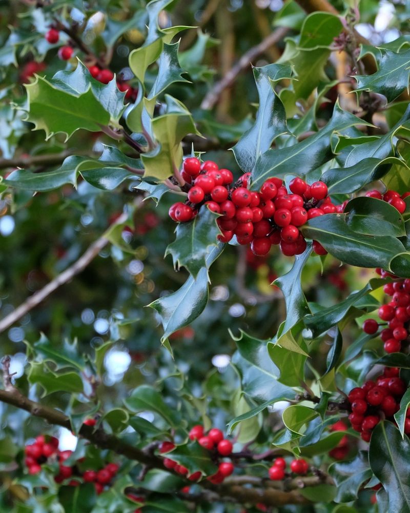 Red Berries Ripen In Fall And Persist Into Winter