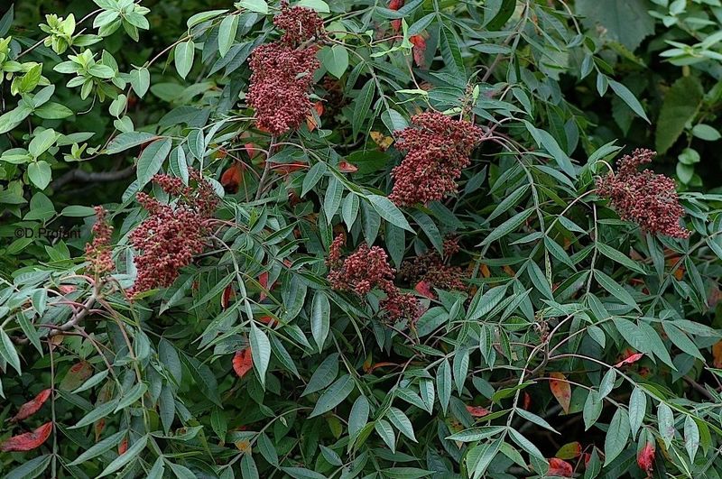 Red Berries That Feed Birds In Winter