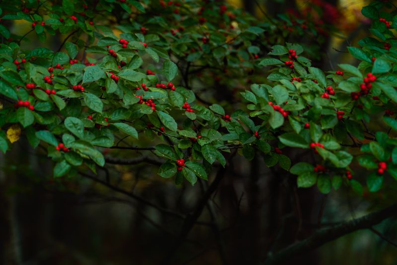 Red Berries That Fuel The Fall Migration