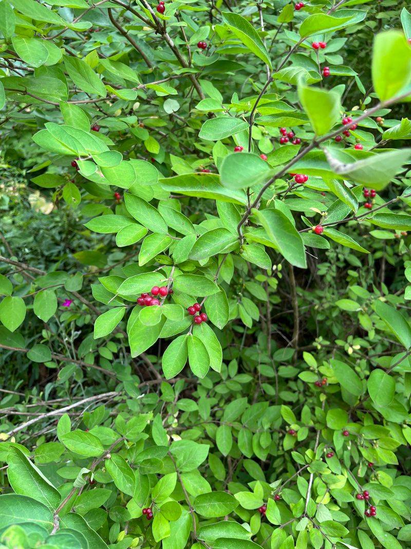 Red Berries That Spread Through Birds