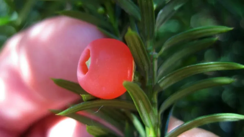 Red Berry-Like Cups Draw Songbirds In Late Summer