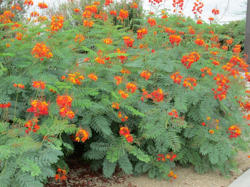 Red Bird of Paradise