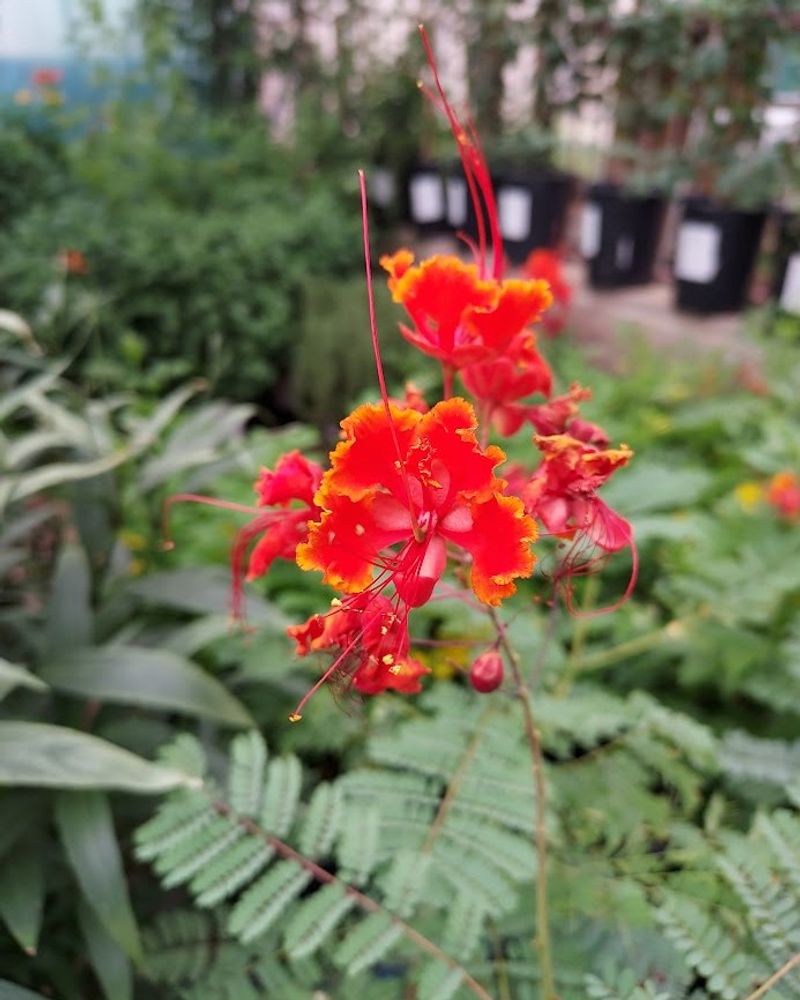 Red Bird of Paradise Red Bird of Paradise