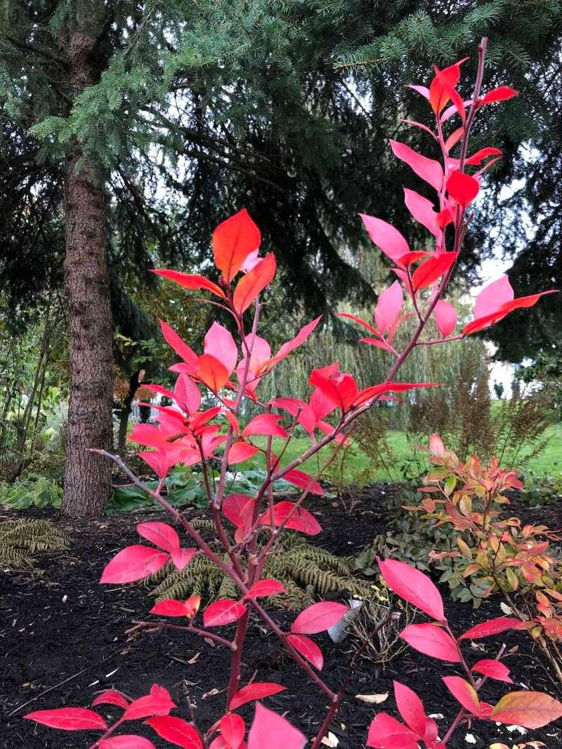 Red Blueberry Leaves In Fall Are Just The Start Of A Yearlong Show