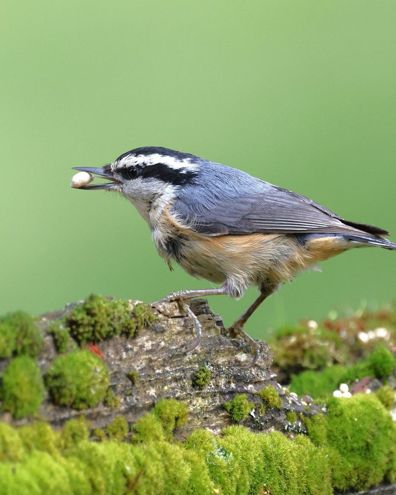Red-Breasted Nuthatch