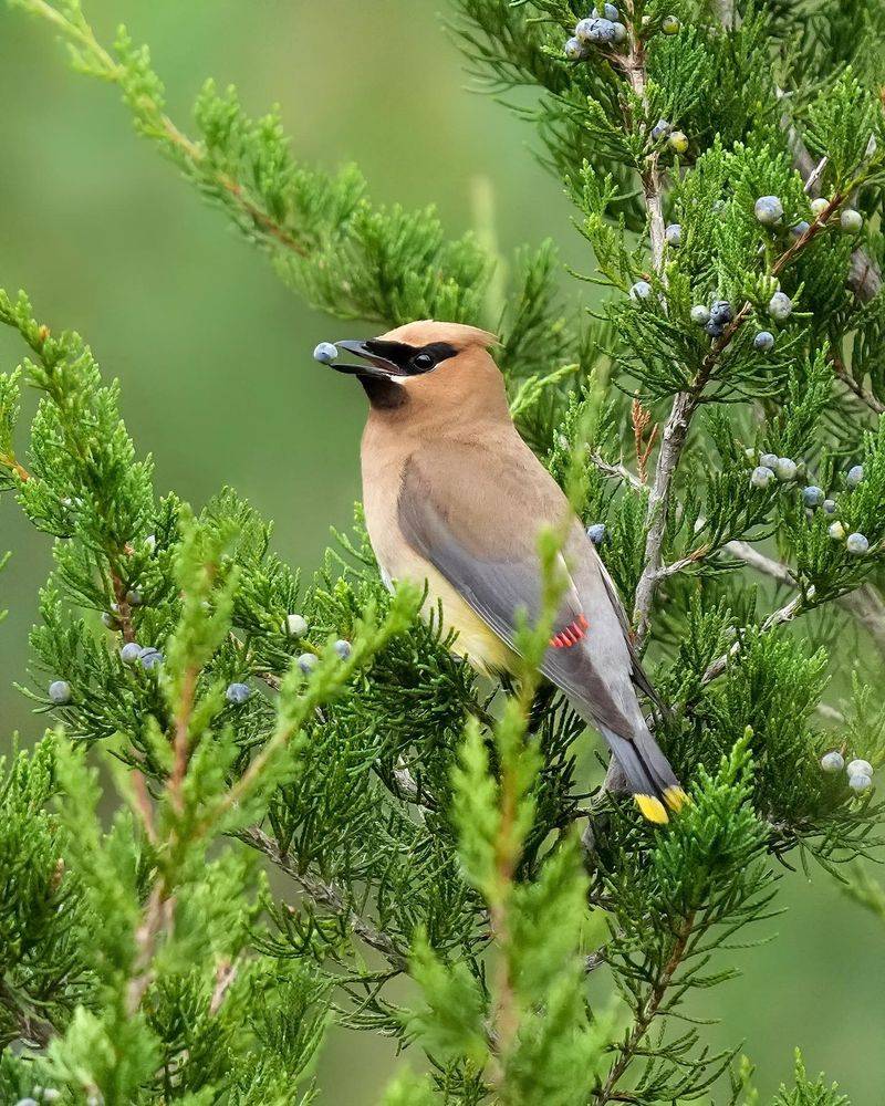 Red Cedar Berries Are A Favorite Winter Food
