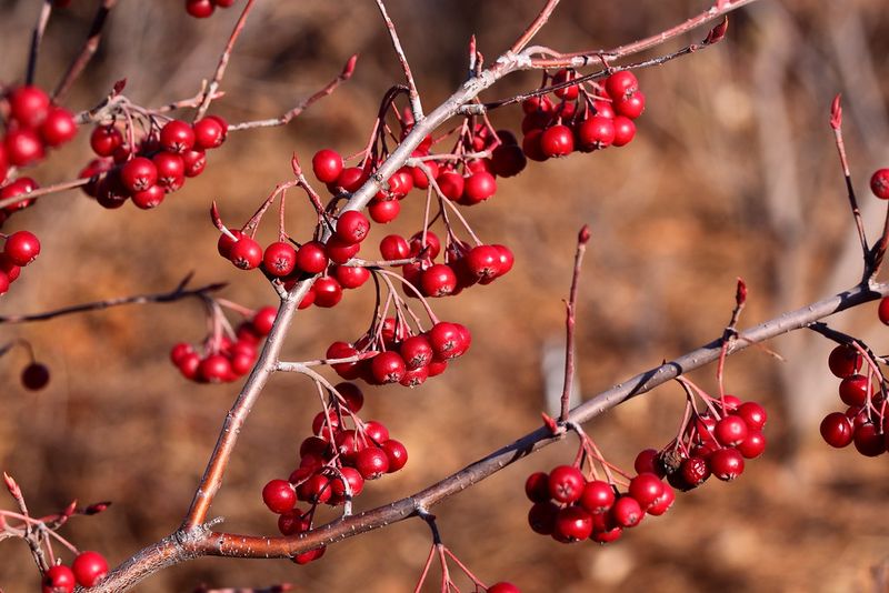 Red Chokeberry Red Chokeberry