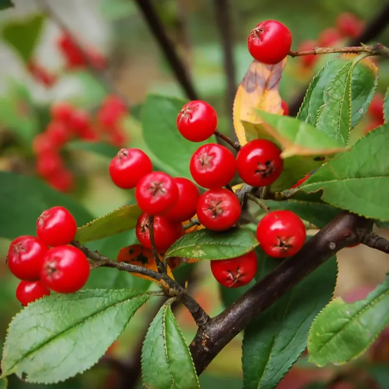 Red Chokeberry Red Chokeberry