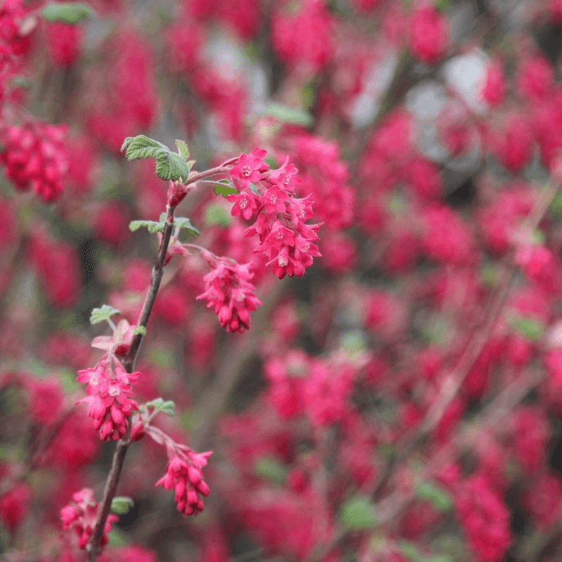 Red-Flowering Currant Brings Spring Hummingbirds Red-Flowering Currant Brings Spring Hummingbirds