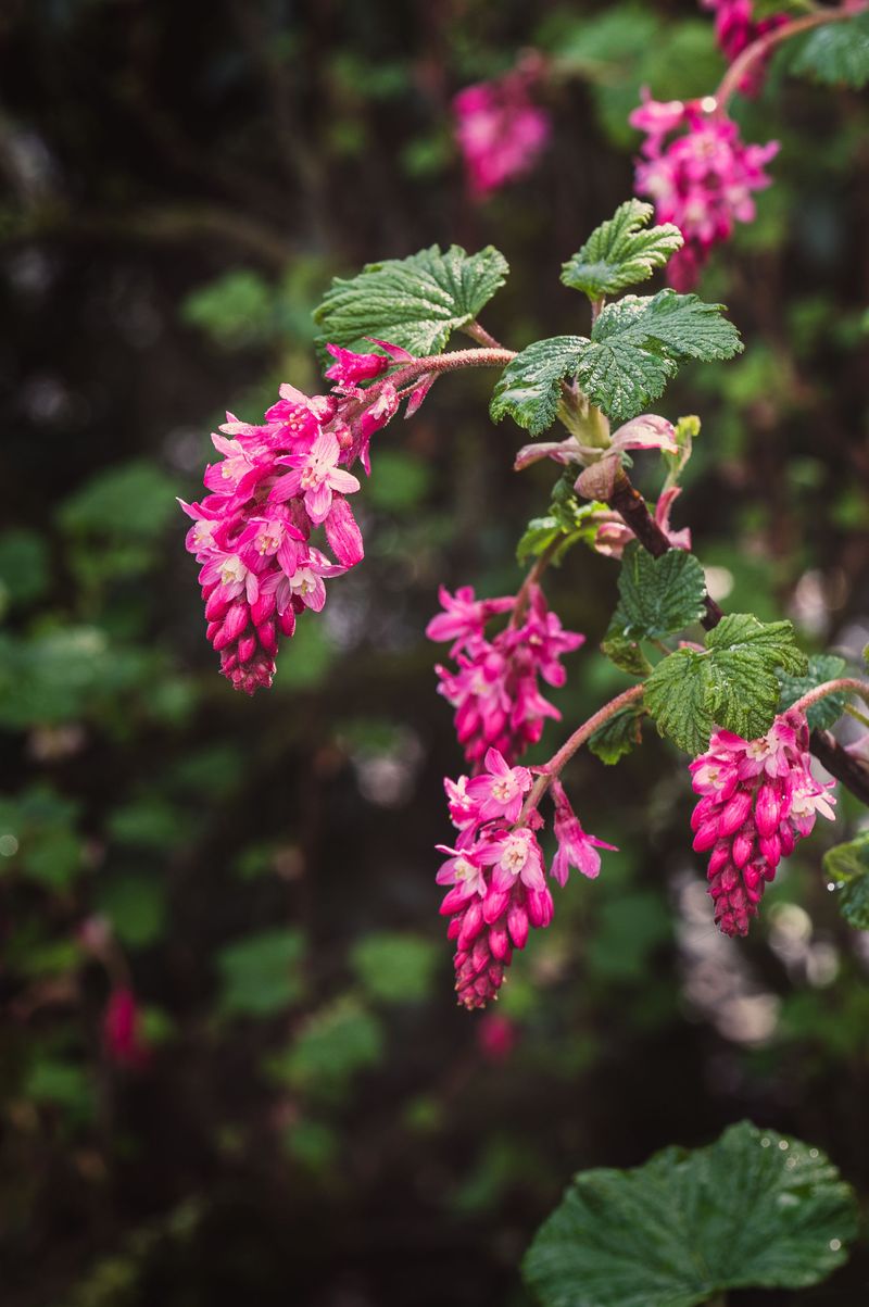 Red-Flowering Currant Red-Flowering Currant
