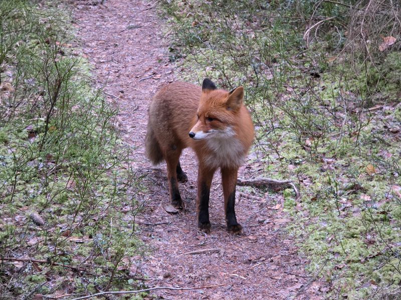 Red Foxes Pose No Danger To People Red Foxes Pose No Danger To People