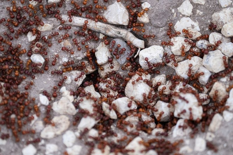 Red Harvester Ants Red Harvester Ants