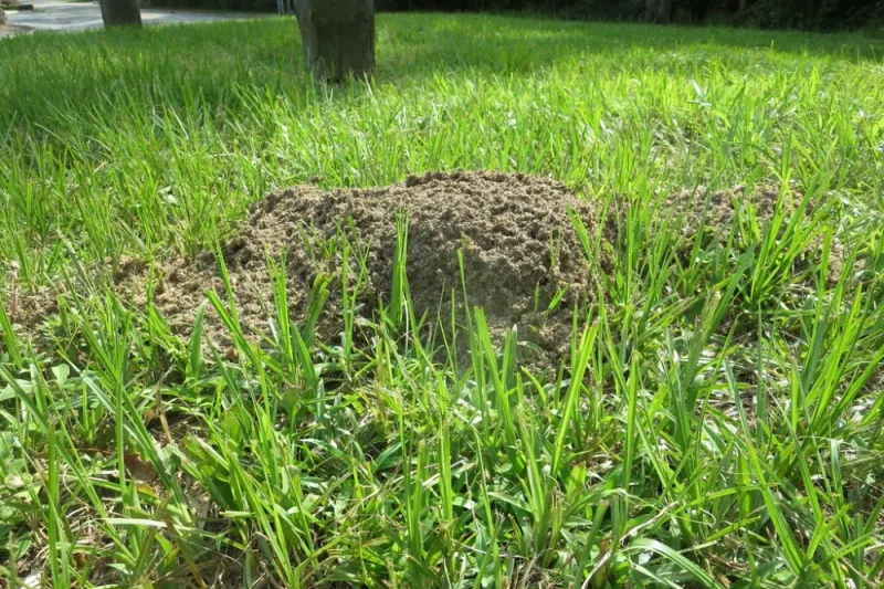 Red Imported Fire Ants Building Mounds In Southern Counties
