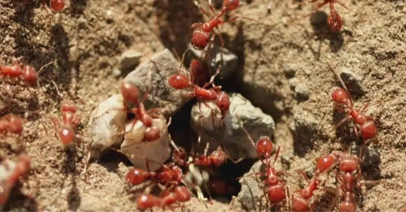 Red Imported Fire Ants Spreading Through Southern Counties