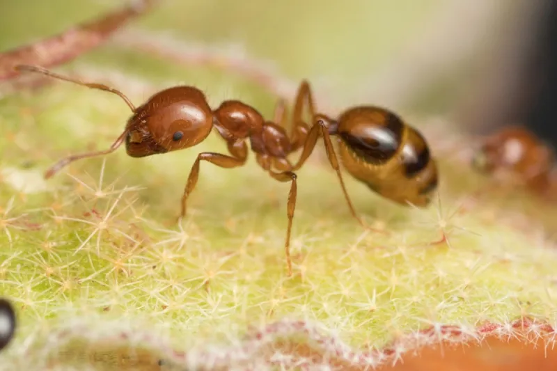 Red Imported Fire Ants With Painful, Venomous Stings Red Imported Fire Ants With Painful, Venomous Stings