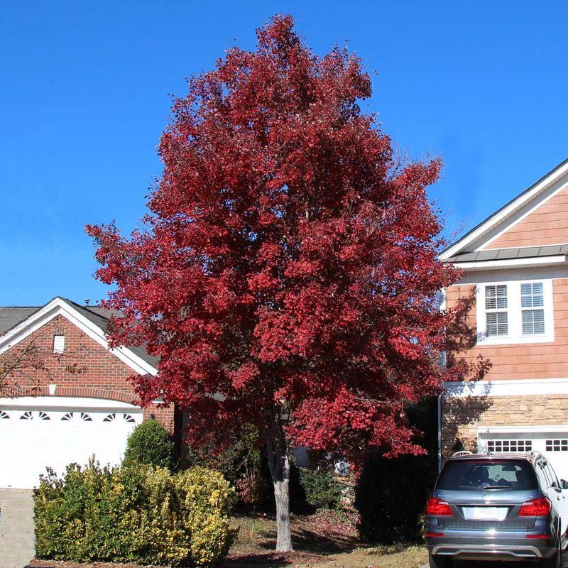 Red Maple
