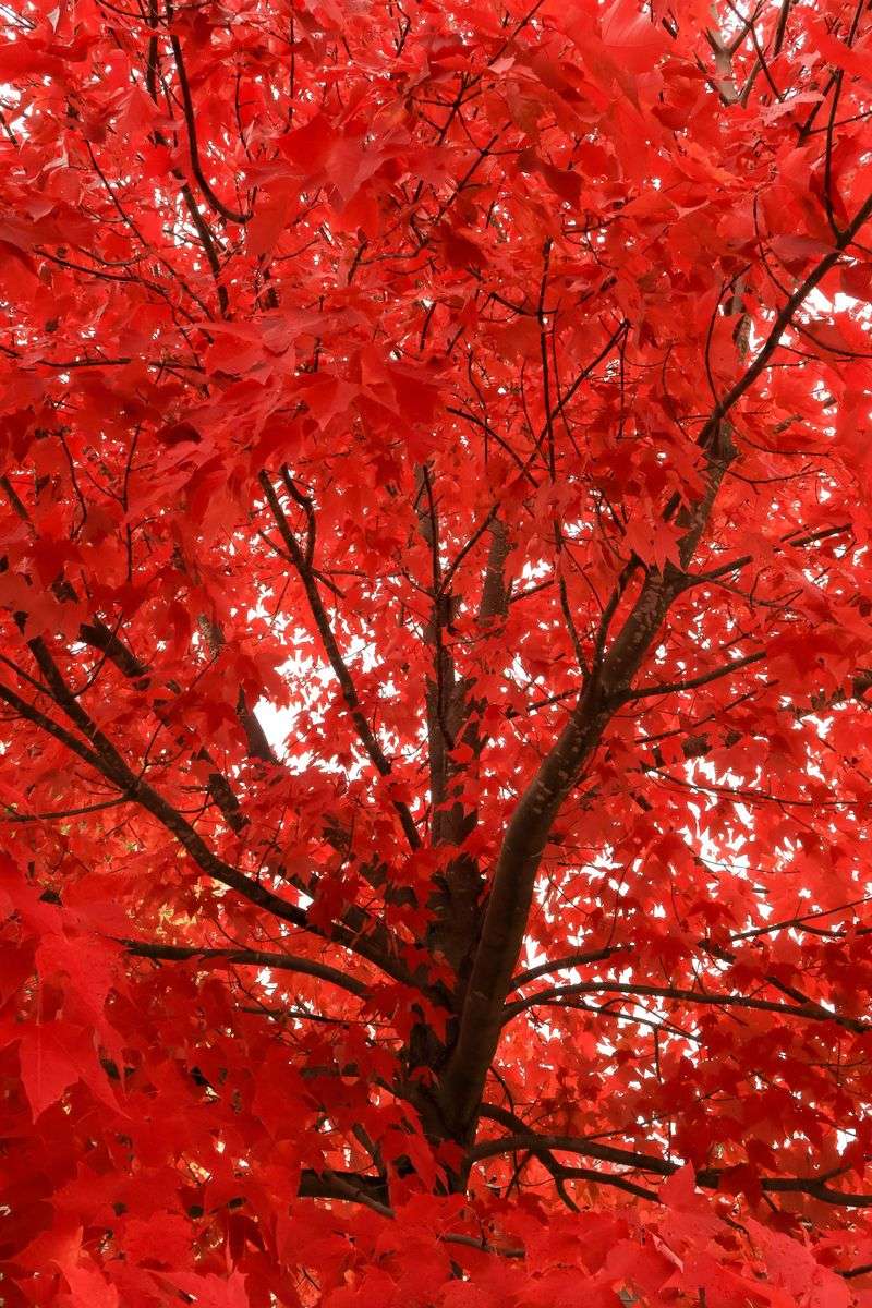 Red Maple Red Maple