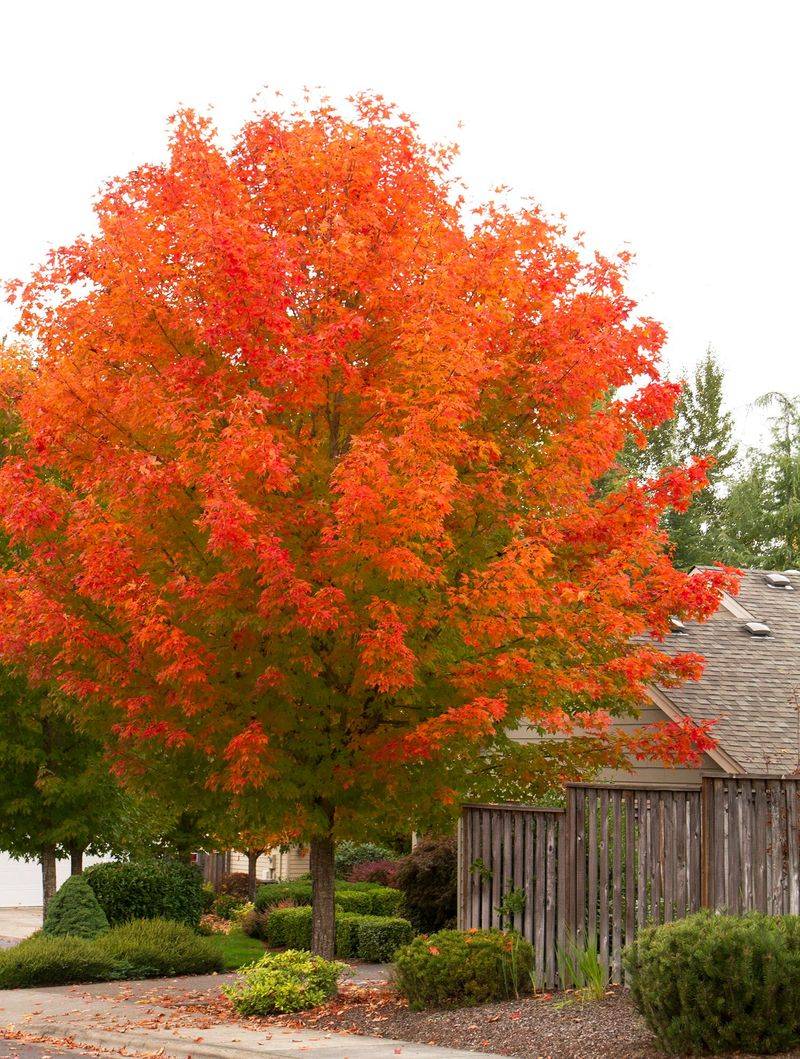 Red Maple Adds Fall Color