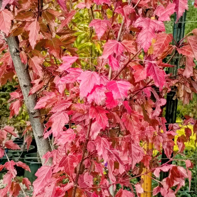 Red Maple Brings Fiery Fall Color