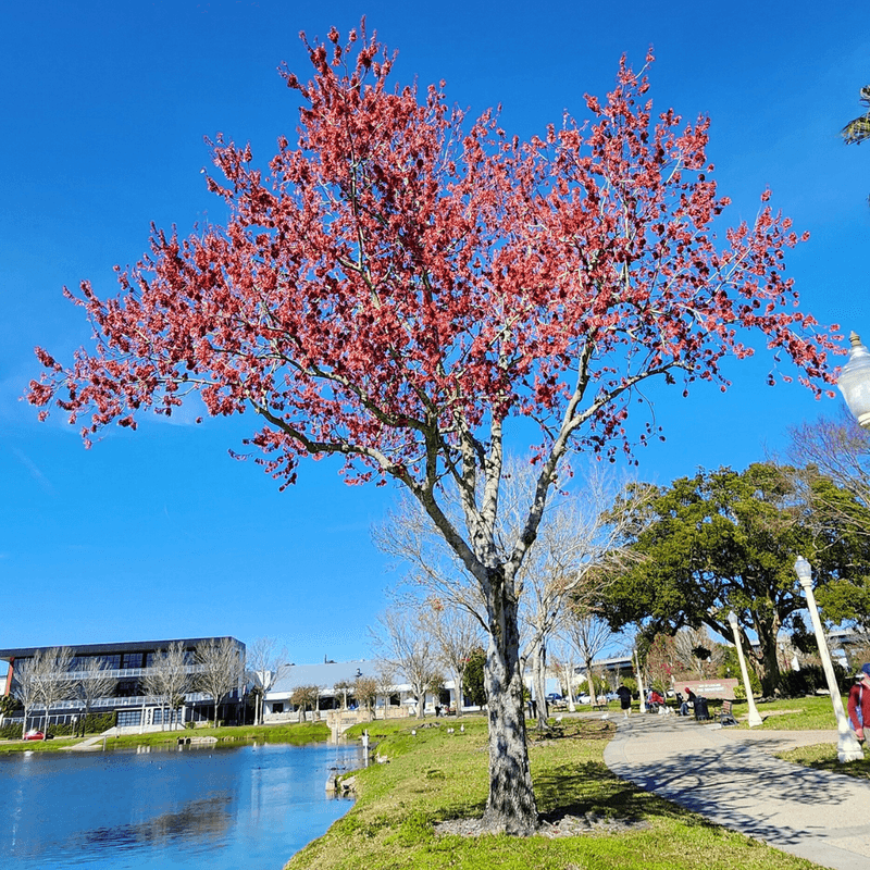 Red Maple Brings Red Blooms Each Spring Red Maple Brings Red Blooms Each Spring