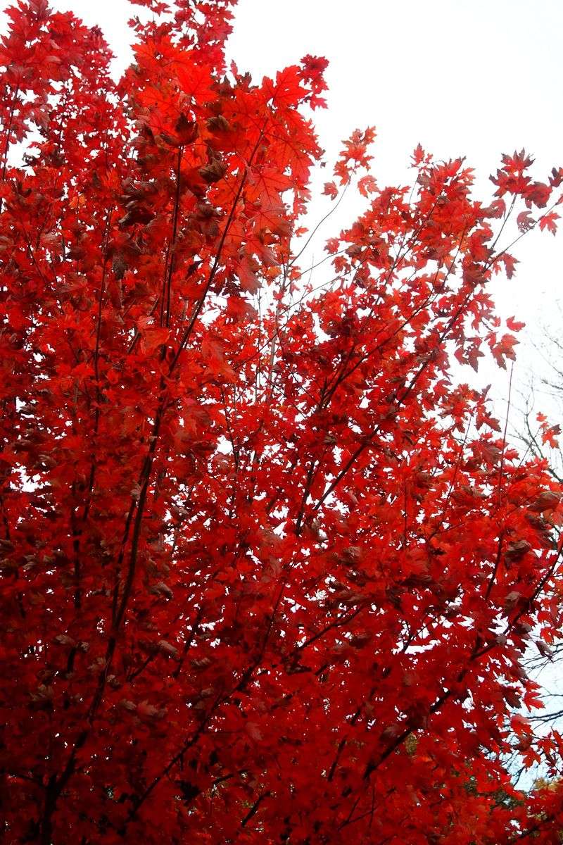 Red Maple Brings Vivid Fall Color