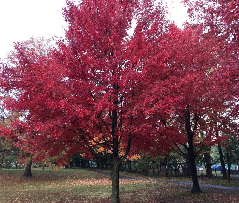 Red Maple For Fast Shade And Fiery Fall Color Red Maple For Fast Shade And Fiery Fall Color