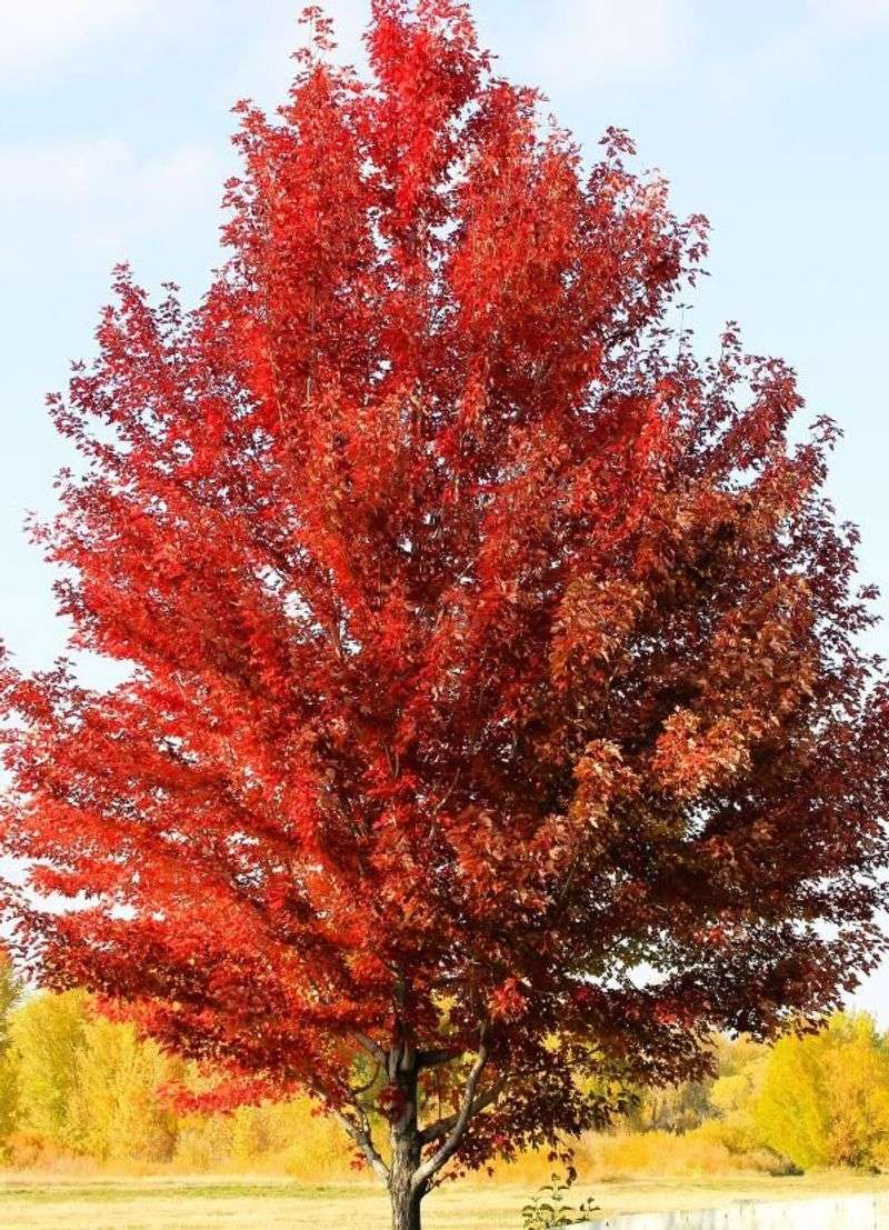 Red Maple Grows Fast And Handles Soggy Spots Other Trees Hate Red Maple Grows Fast And Handles Soggy Spots Other Trees Hate