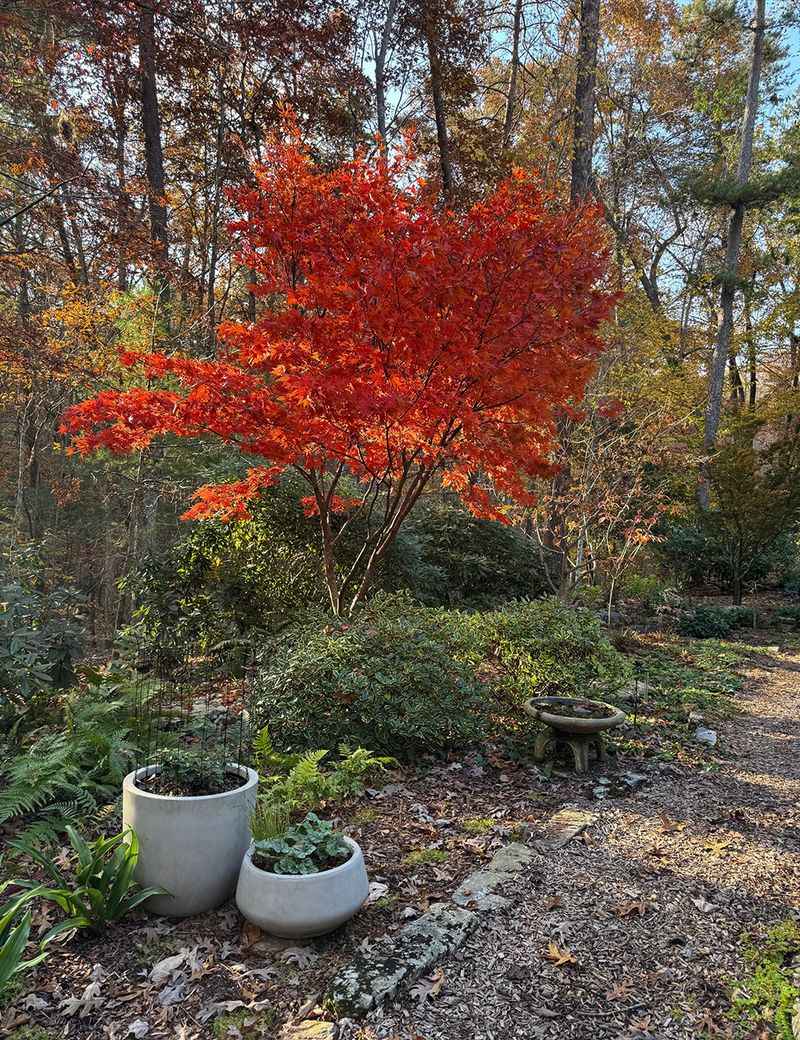 Red Maple Handles A Wide Range Of Growing Conditions Red Maple Handles A Wide Range Of Growing Conditions