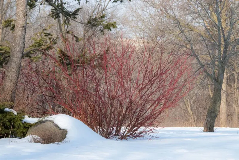 Red-Osier Dogwood Lights Up Winter With Red Stems Red-Osier Dogwood Lights Up Winter With Red Stems