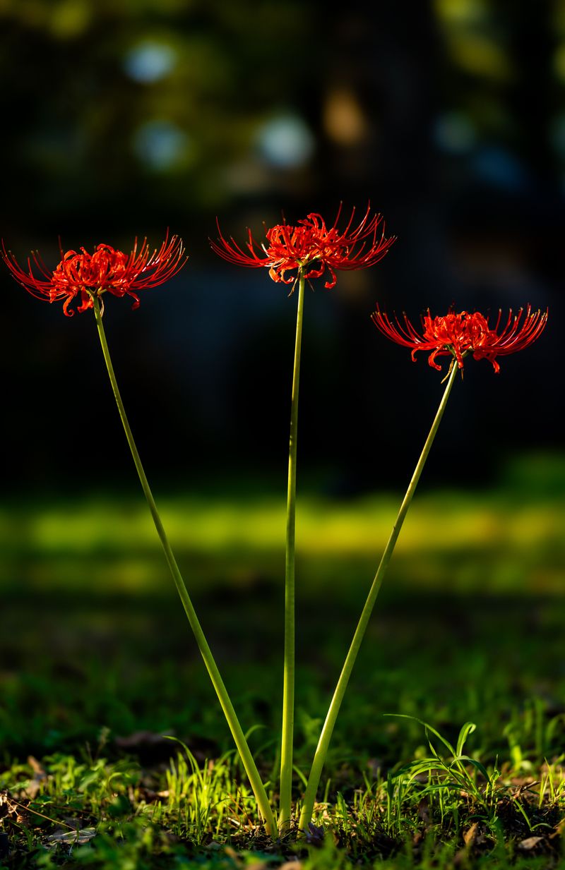 Red Spider Lilies Bloom Before Their Leaves Appear