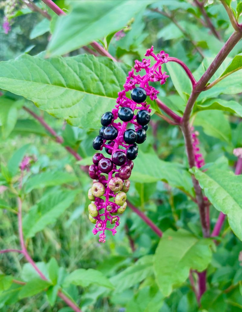Red Stems And Drooping Clusters Give It Away Red Stems And Drooping Clusters Give It Away