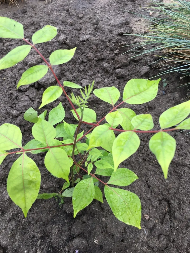 Red Stems Are A Telltale Clue