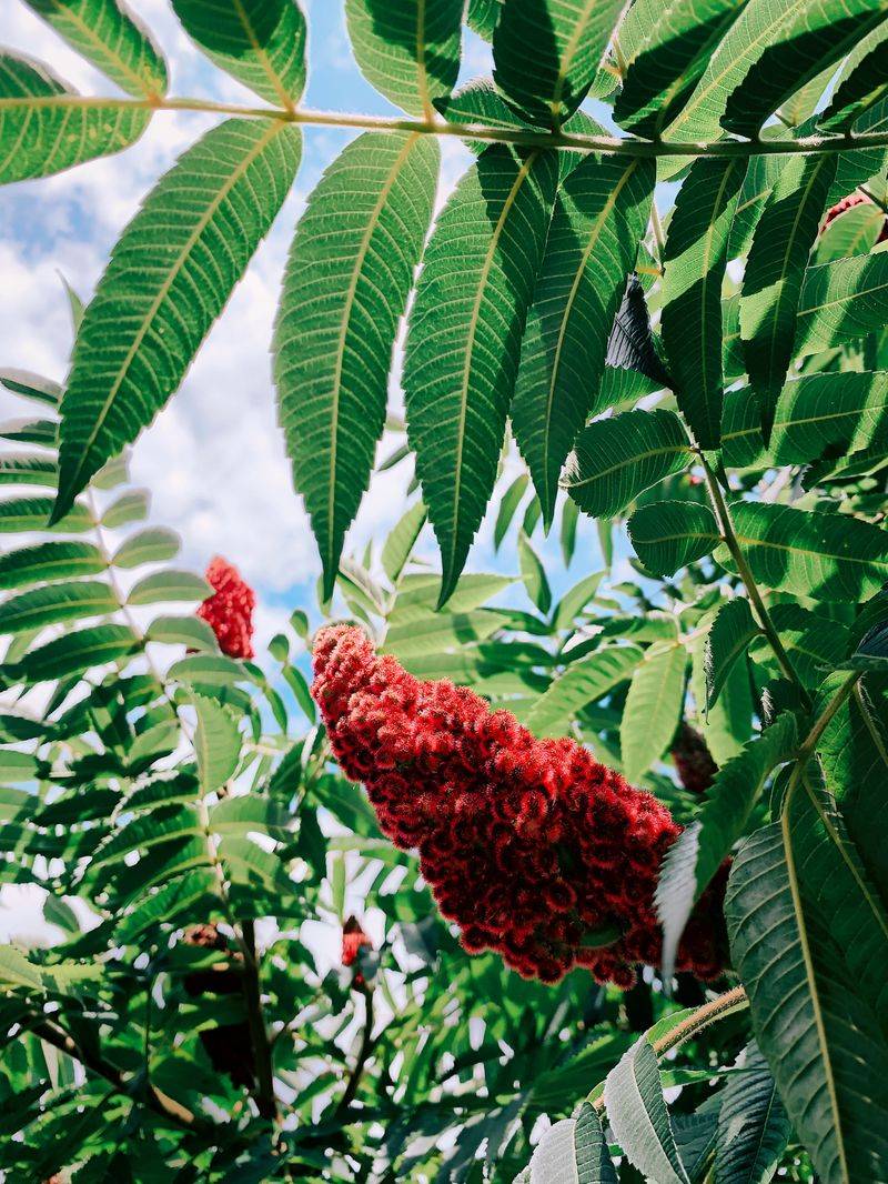 Red Sumac Leaves And Berries Pack Serious Tannins