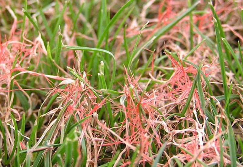 Red Thread Turns Patches Pink And Tan Red Thread Turns Patches Pink And Tan