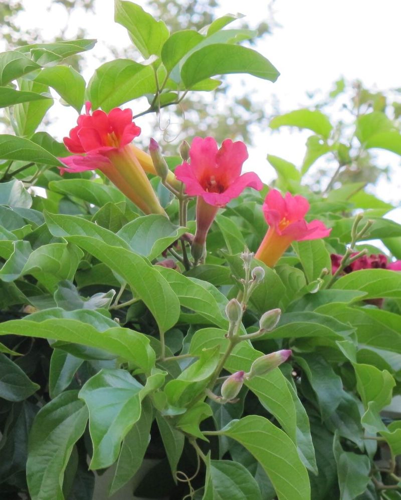Red Trumpet Vine
