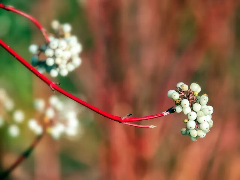 Red Twig Dogwood And Winterberry Make Great Grass Partners Red Twig Dogwood And Winterberry Make Great Grass Partners