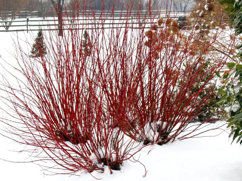 Red Twig Dogwood Red Twig Dogwood