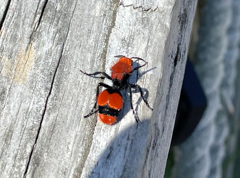 Red Velvet Ants Red Velvet Ants