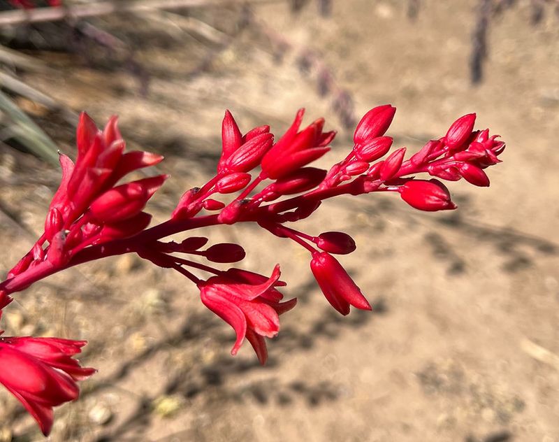 Red Yucca