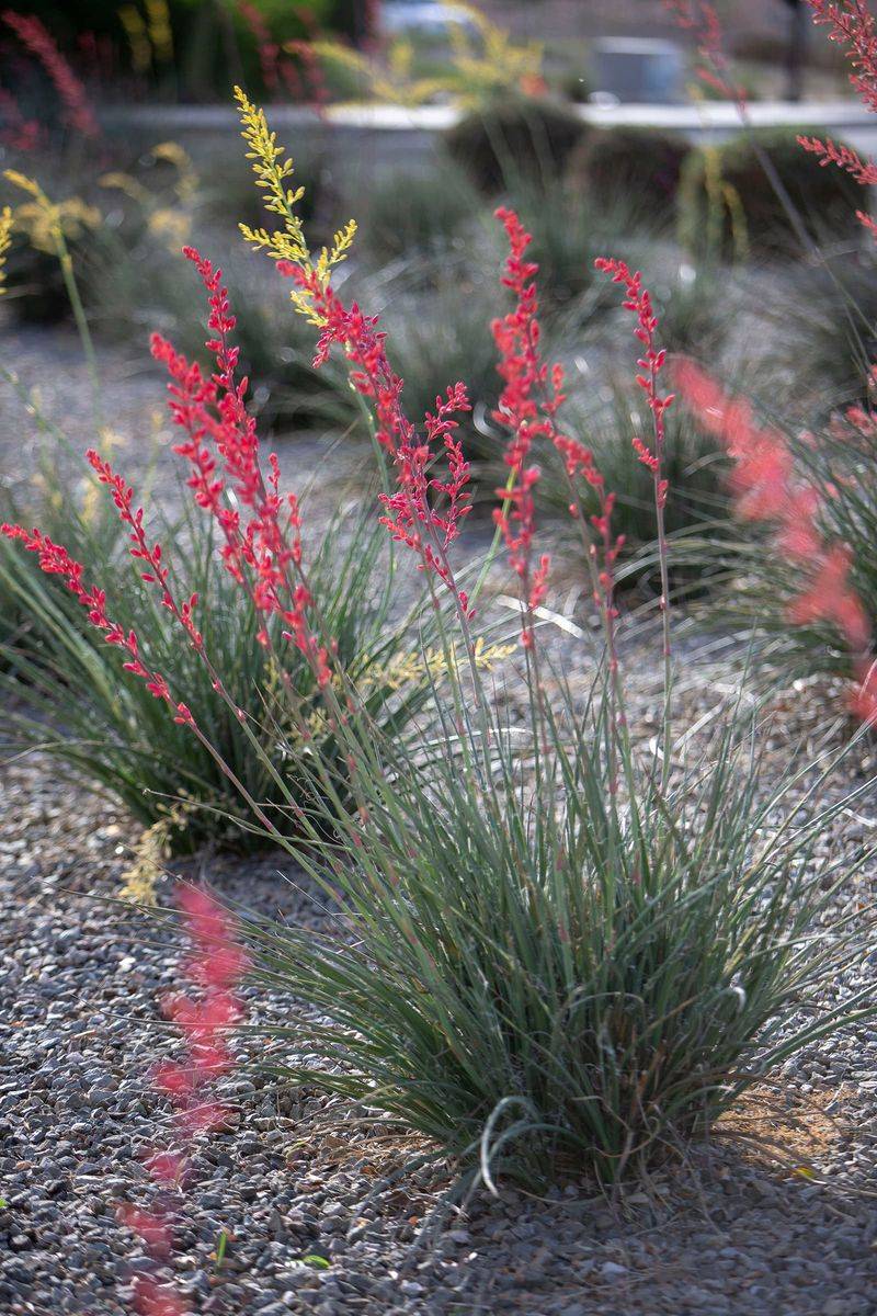 Red Yucca