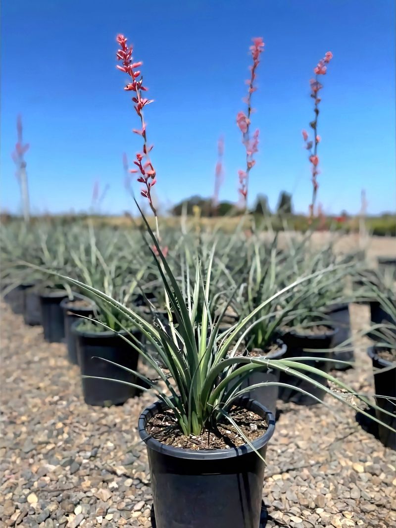 Red Yucca