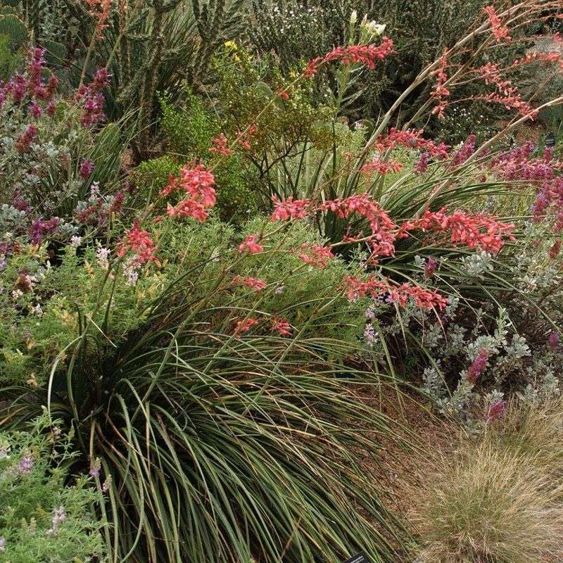 Red Yucca Red Yucca