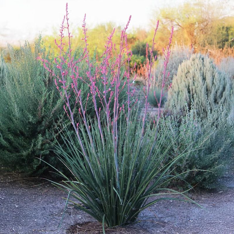 Red Yucca