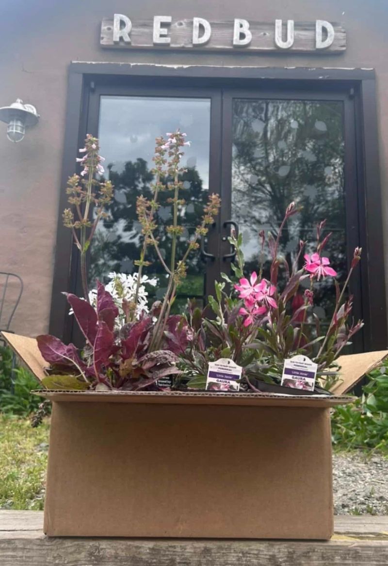 Redbud Native Plant Nursery In Media