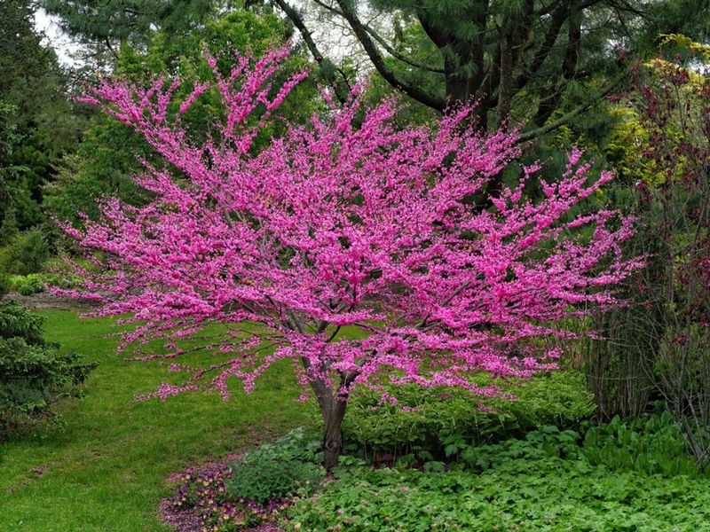 Redbud Spreads Heart-Shaped Shade Across New York Lawns