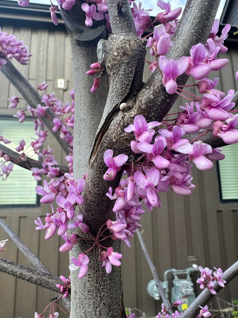 Redbud Trees For Early Spring Flowers Redbud Trees For Early Spring Flowers
