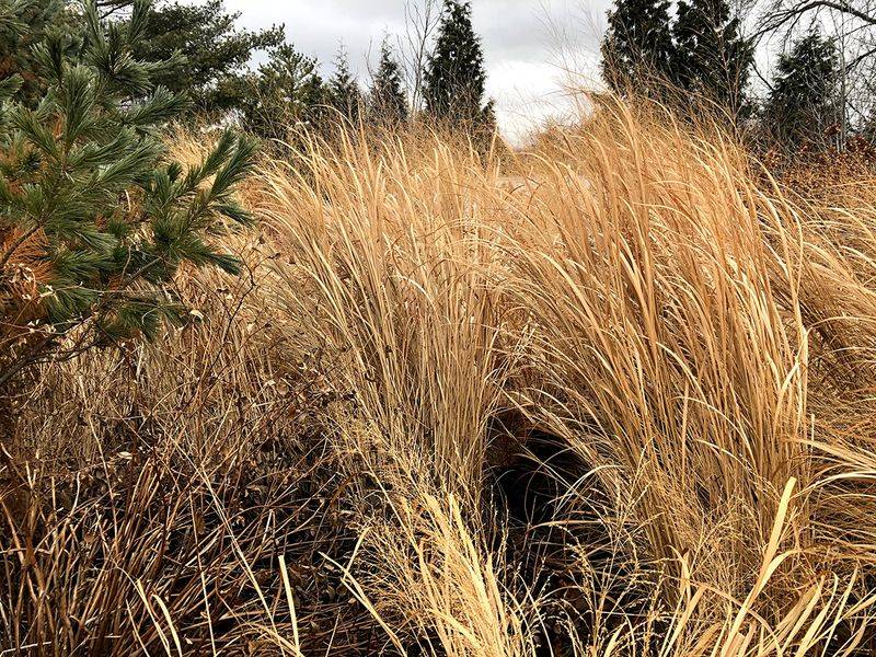 Reduce Potential Shelter in Your Yard