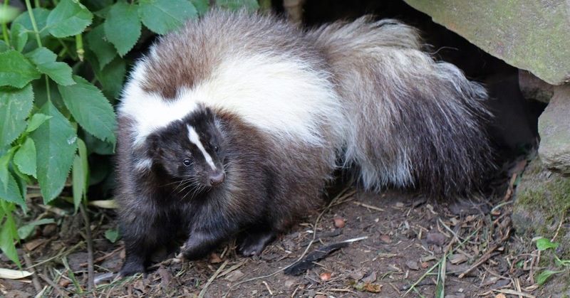 Reduce attractants without confronting wildlife