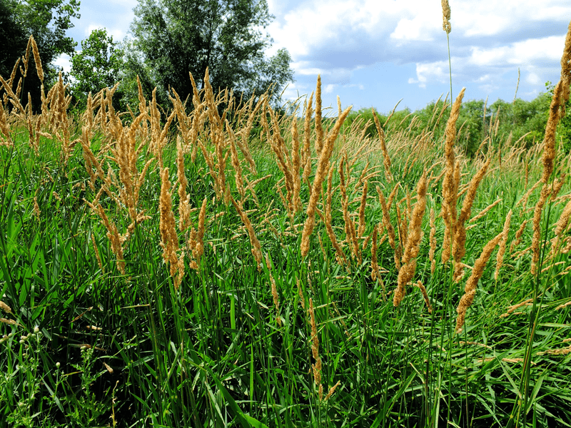 Reed Canary Grass Is Already Banned From Sale