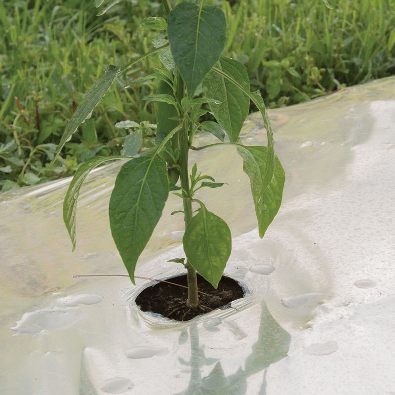 Reflective Garden Mulch Lasts Longer Than Kitchen Foil Reflective Garden Mulch Lasts Longer Than Kitchen Foil